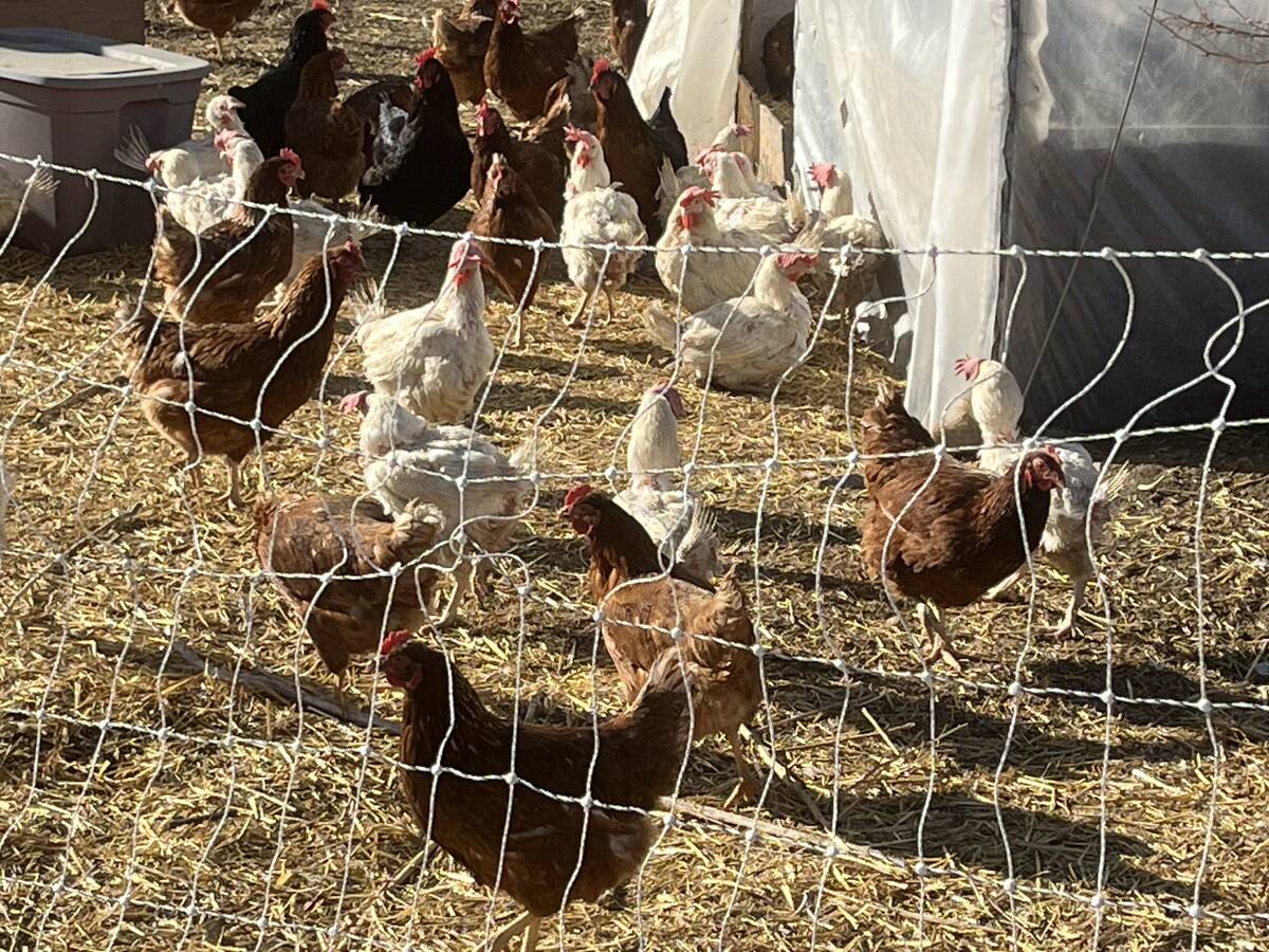 Shipwheel Cattle Feeders also serves up farm-fresh eggs for sale in its mercantile store that also features over 30 Canadian entrepreneurs selling various products. Photo: Greg Price