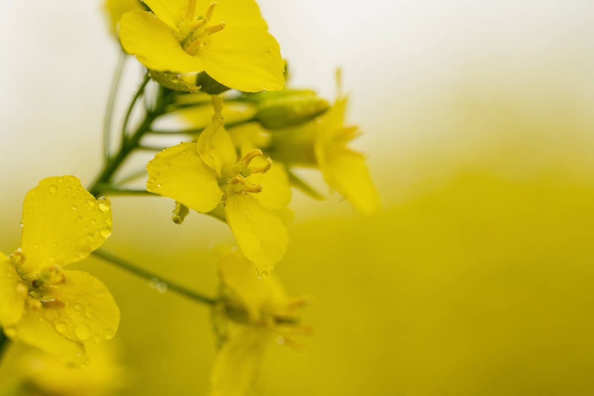 China’s Ministry of Commerce said on Saturday that its probe determined that imported canola from Canada involved dumping and harmed China’s domestic rapeseed industry, however it still proceeded to lower tariffs. Photo: Getty Images Plus
