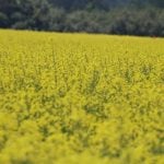 Speculative net long position grows in canola