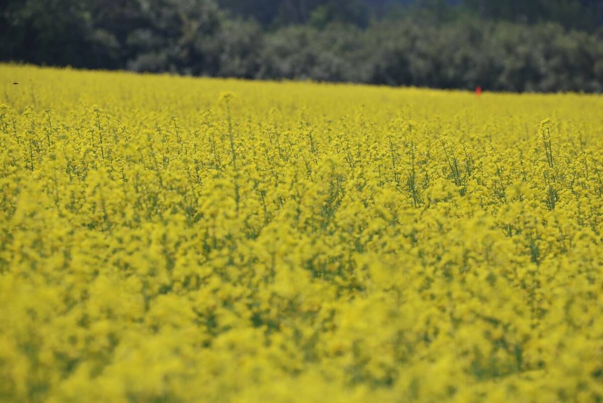 Prairie cash wheat: Bids drop sharply