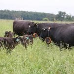 How soil fertility management can boost pasture yield by 43 per cent
