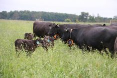 Grazing Meadows Wagyu cow-calf pairs benefit from access to lush pasture. Photo John Greig