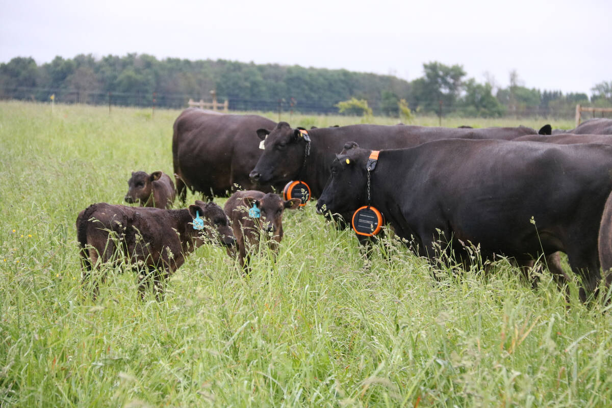Grazing Meadows Wagyu cow-calf pairs benefit from access to lush pasture. Photo John Greig 