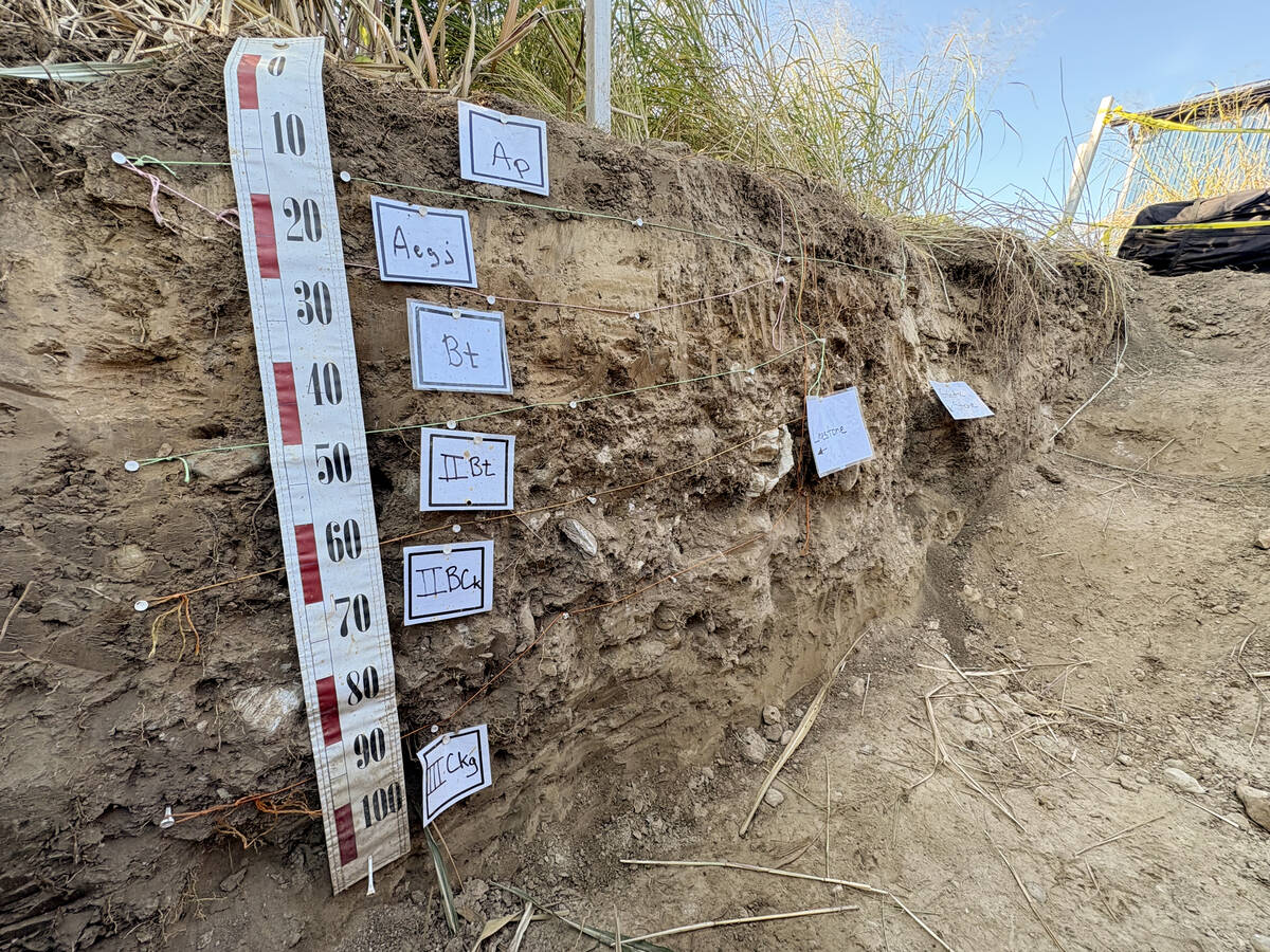 Soil profile cross-section showing root zone depth for pasture fertility analysis. Photo Diana Martin