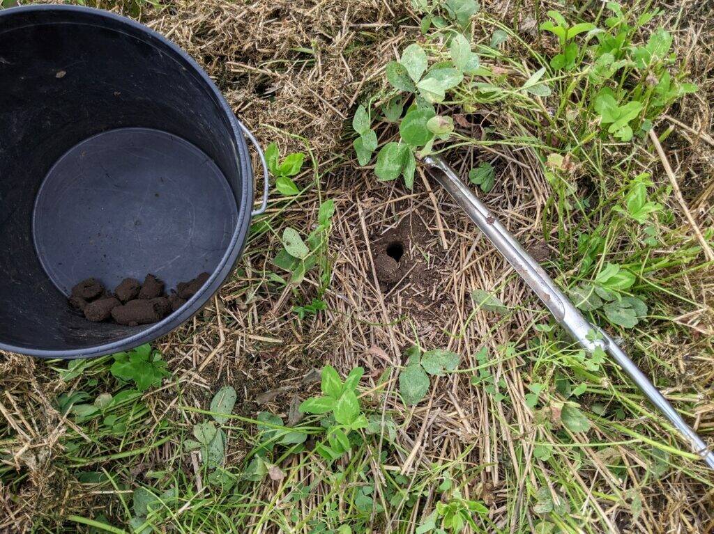 Soil probe inserted into pasture ground for fertility testing. Photo: OMAFA