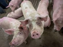 In January, Health Canada and the Canadian Food Inspection Agency gave the green light to pigs developed by U.K.-based Genus PLC and PIC (Pig Improvement Company), ruling them safe for food and feed. Photo: Geralyn Wichers
