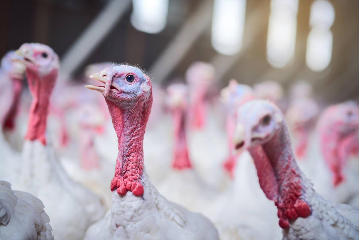 Turkeys were selected for the trials due to their high susceptibility to the virus, with outbreaks often causing significant mortality rates. Photo: PeopleImages/Getty Images
