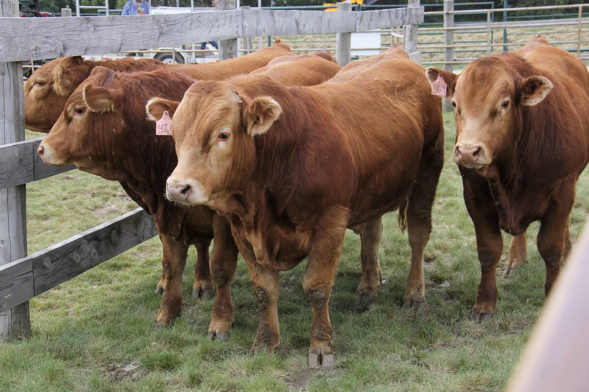 Beef steers at a demonstration at Ag in Motion 2025. Photo: Geralyn Wichers