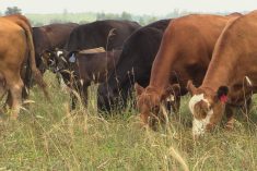 Beef cattle grazing in a lush green pasture, representing the link between high-quality forage management and reduced methane emissions.