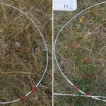 Left: A forage site with more than 100 per cent canopy cover. All four sampling sites have similar basal plant density. Right: A forage site with less than 100 per cent canopy cover and significant levels of litter.