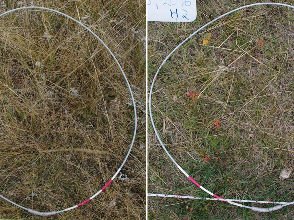 Left: A forage site with more than 100 per cent canopy cover. All four sampling sites have similar basal plant density. Right: A forage site with less than 100 per cent canopy cover and significant levels of litter.