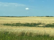 Sencor crop protection products now available from SipCam Agro Canada