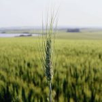 Egypt is one of the world&rsquo;s largest wheat importers and the USDA attache in Cairo projected imports to be steady while production bumps up in 2026/27.  |  File photo
