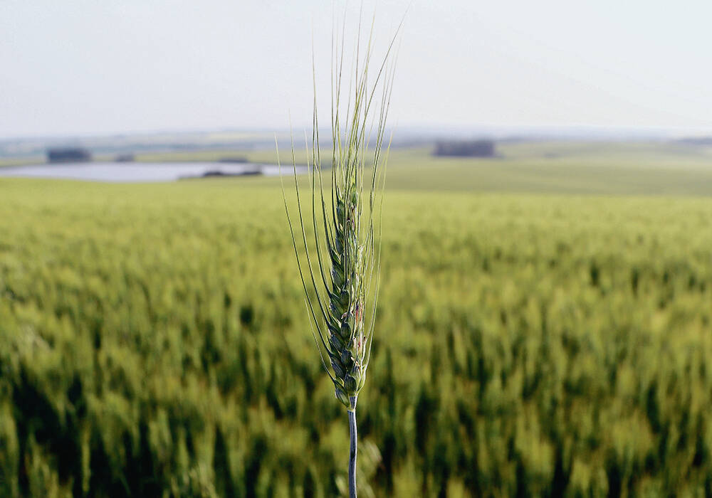 Egypt is one of the world’s largest wheat importers and the USDA attache in Cairo projected imports to be steady while production bumps up in 2026/27.  |  File photo
