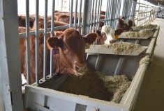 Cattle feeding at Lakeland College in Vermilion, Alta. &mdash; rural veterinary student grant program Alberta