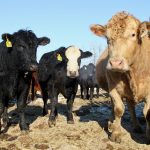 Lethbridge Polytechnic launches pre-veterinary medicine diploma for fall 2026