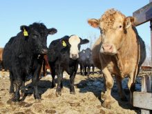 Close-up of three cows in a farm field &mdash; Lethbridge Polytechnic pre-veterinary medicine diploma program will give students opportunity to 'work directly with food animals over a significant period of time.'