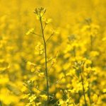VIDEO: Closing Market Update: Canola up, U.S. grains mixed | March 30, 2026