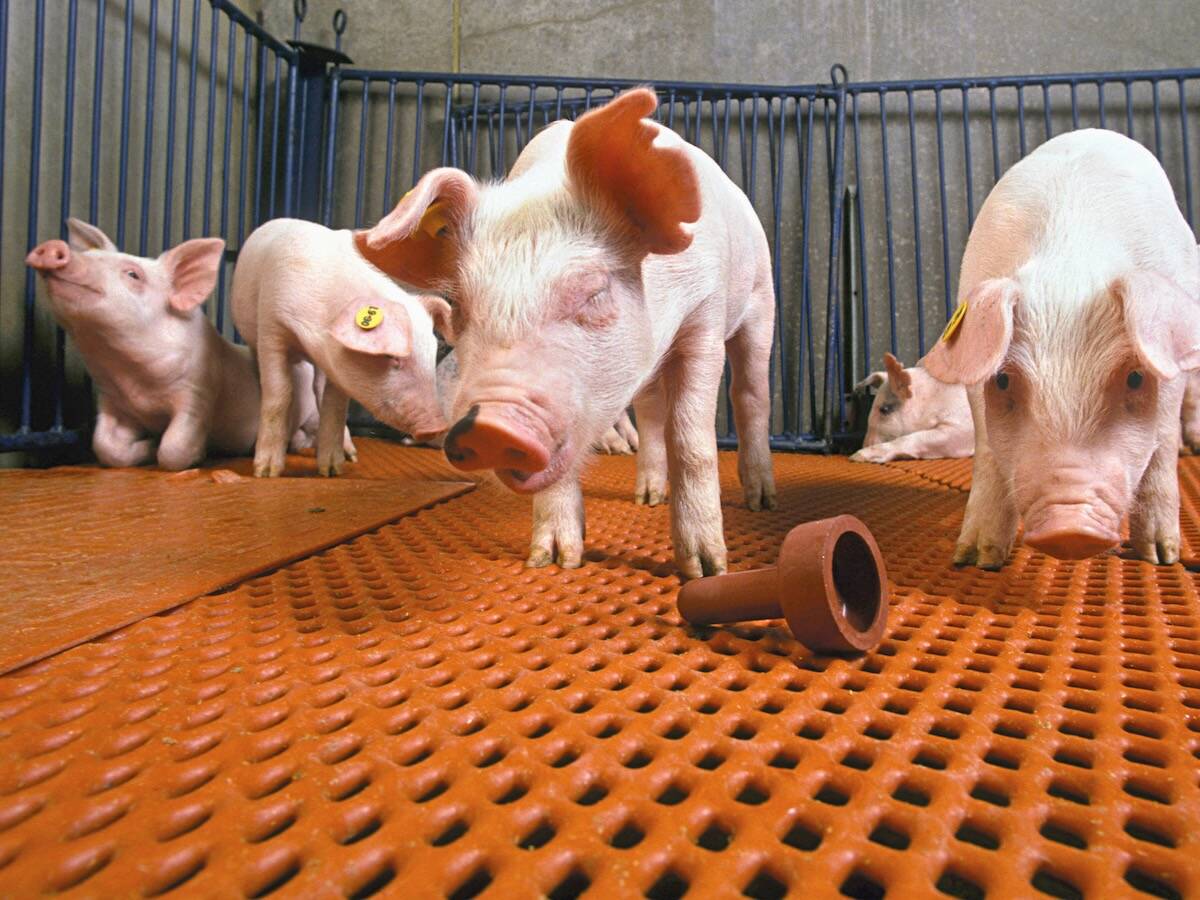 Research at the University of Calgary aims to find a way to deliver enzymes that break down Strep suis bacteria in weaned piglets. Photo: Keith Weller/ARS/USDA
