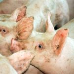 The Canadian government announced it will invest $20 million in Solugen, which produces and commercializes Azogen, a fast-release liquid ammoniacal nitrogen fertilizer derived from hog manure. Photo: File
