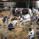 Live cattle gave up some of Tuesday&rsquo;s gains before settling slightly higher, with a meatpacking plant on strike and dry weather and fires in Nebraska further tightening historically low cattle numbers. Photo: Geralyn Wichers
