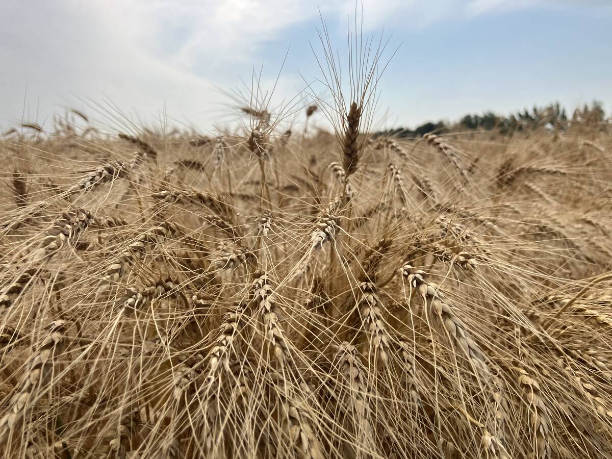 Although commodity prices, such as those for wheat, have sharply increased due to the Middle East war, they haven’t spiked to the extent they did when Russia invaded Ukraine in 2022, with several limit up days. | Greg Berg file photo
