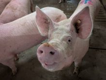 Pigs in a Manitoba pig barn. Photo: Geralyn Wichers