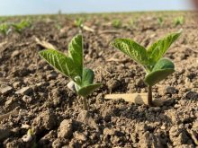 CBOT weekly outlook: Soybeans/corn awaiting acreage data