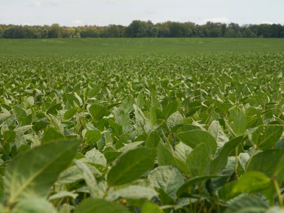 Agroconsult estimated Brazil’s soybean crop for the 2025/26 season at a record 184.7 million metric tons.Photo: File

