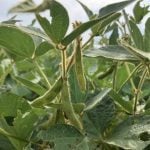 &ldquo;Given that nitrogen fertilizers are not used intensively on soybeans, higher nitrogen prices could also lead to a shift towards more soybean acres and fewer corn acres,&rdquo; said economists from the University of Illinois. Photo: Greg Berg
