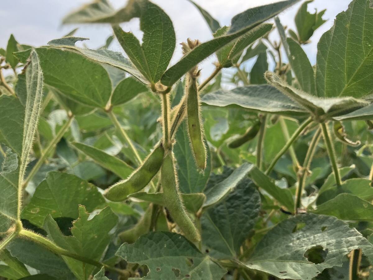 “Given that nitrogen fertilizers are not used intensively on soybeans, higher nitrogen prices could also lead to a shift towards more soybean acres and fewer corn acres,” said economists from the University of Illinois. Photo: Greg Berg
