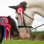 Linebreeding horses drives genetic bottlenecks