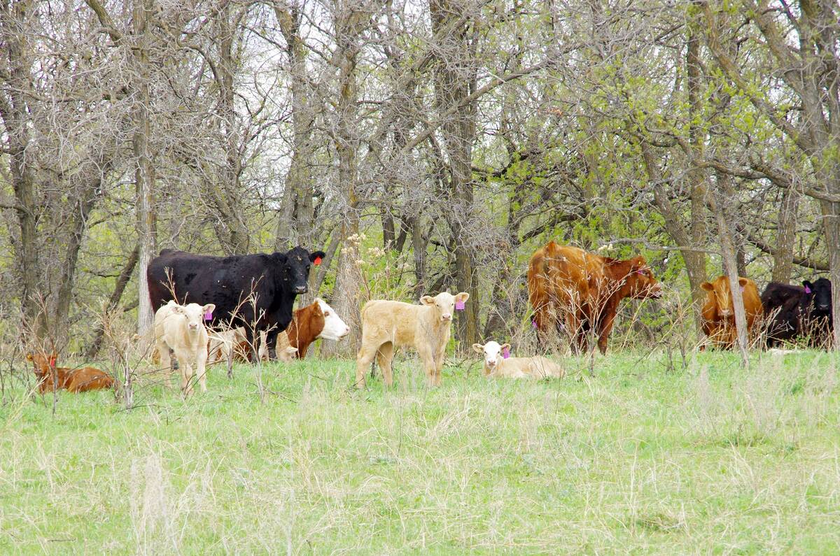 Vaccines, vitamins, biosecurity and colostrum are a few aspects the farmer can consider to give that calf the best chance to be productive, the author writes. Photo: Alexis Stockford
