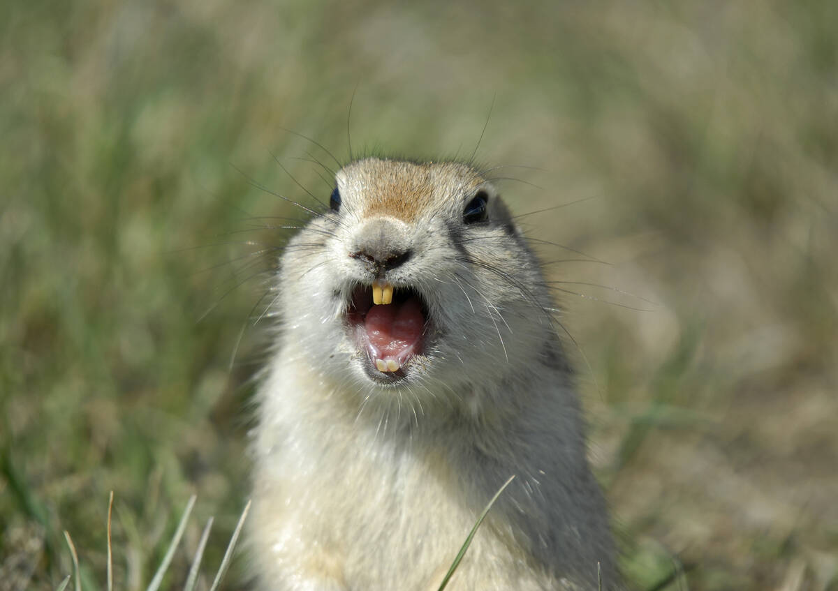 Gophers such as this one in southern Saskatchewan may again be poisoned with strychnine under a new emergency-use permission. Photo: 4loops/iStock/Getty Images
