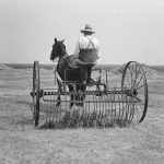 A black-and-white photo of a farmer in suspenders and hat operating a horse-drawn dump rake in a hay field used in the early 1900s to salvage short hay crops when farm water supply and rainfall were scarce. Photo: file.