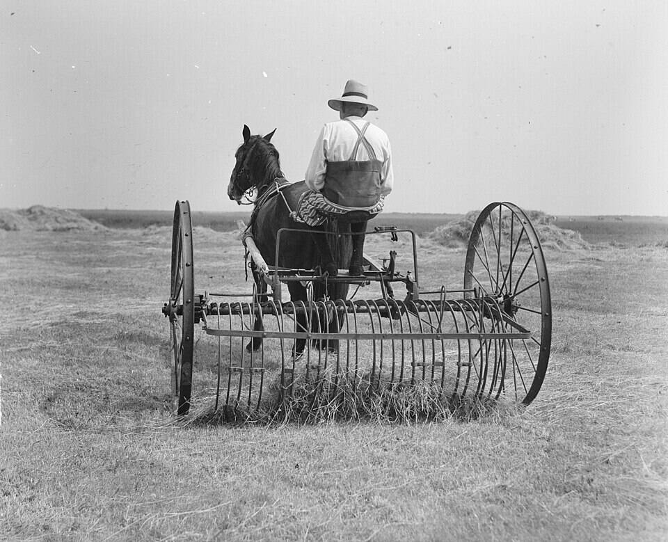 A black-and-white photo of a farmer in suspenders and hat operating a horse-drawn dump rake in a hay field used in the early 1900s to salvage short hay crops when farm water supply and rainfall were scarce. Photo: file.