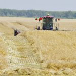 Red combine harvesting a wheat field on the Prairies, where researchers say closing the cereal yield gap requires balancing agronomy with economics. Photo: Alexis Stockford.