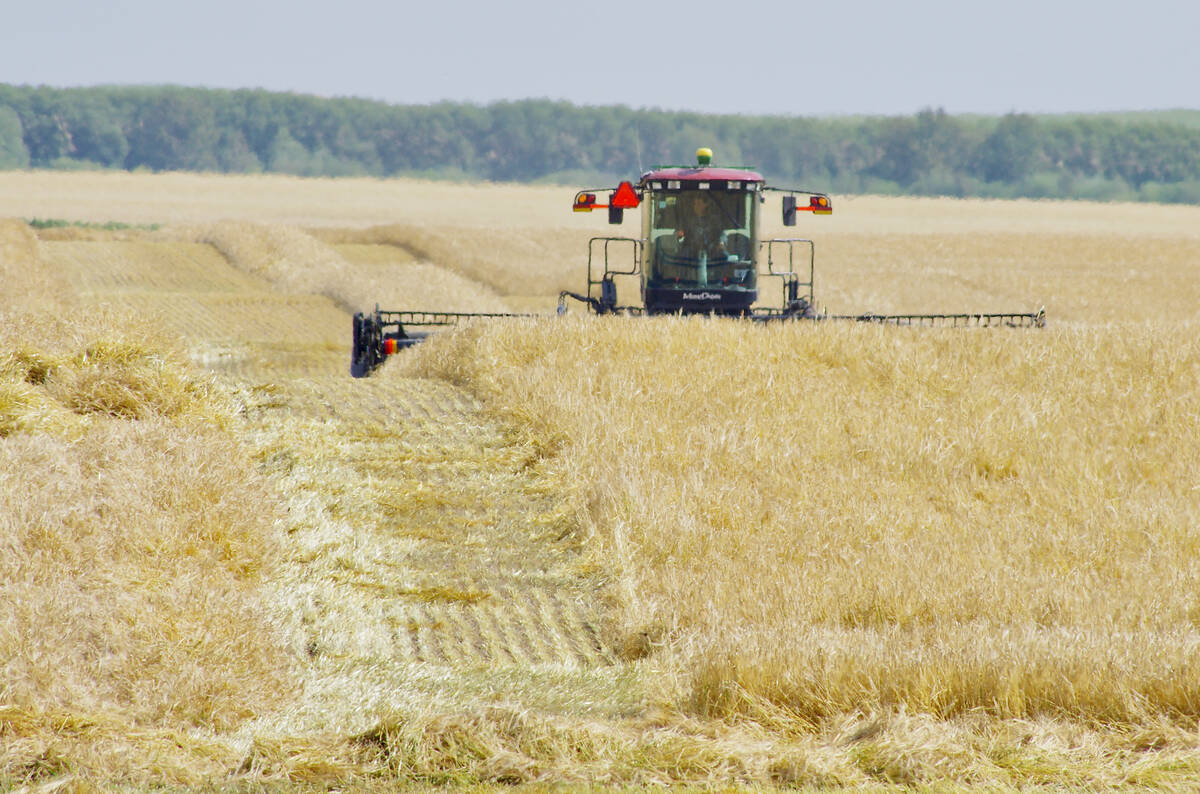 Red combine harvesting a wheat field on the Prairies, where researchers say closing the cereal yield gap requires balancing agronomy with economics. Photo: Alexis Stockford.