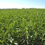 Faba bean pods forming on the stem in a crop at Olds College in September 2025. Photo: Zak McLachlan