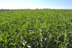 Faba bean pods forming on the stem in a crop at Olds College in September 2025. Photo: Zak McLachlan