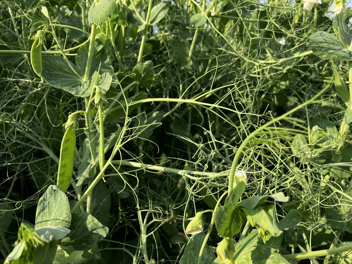 Close-up of field pea pods and tendrils on the vine at the Alliance Seed crop plot at Ag in Motion 2025. Photo: file