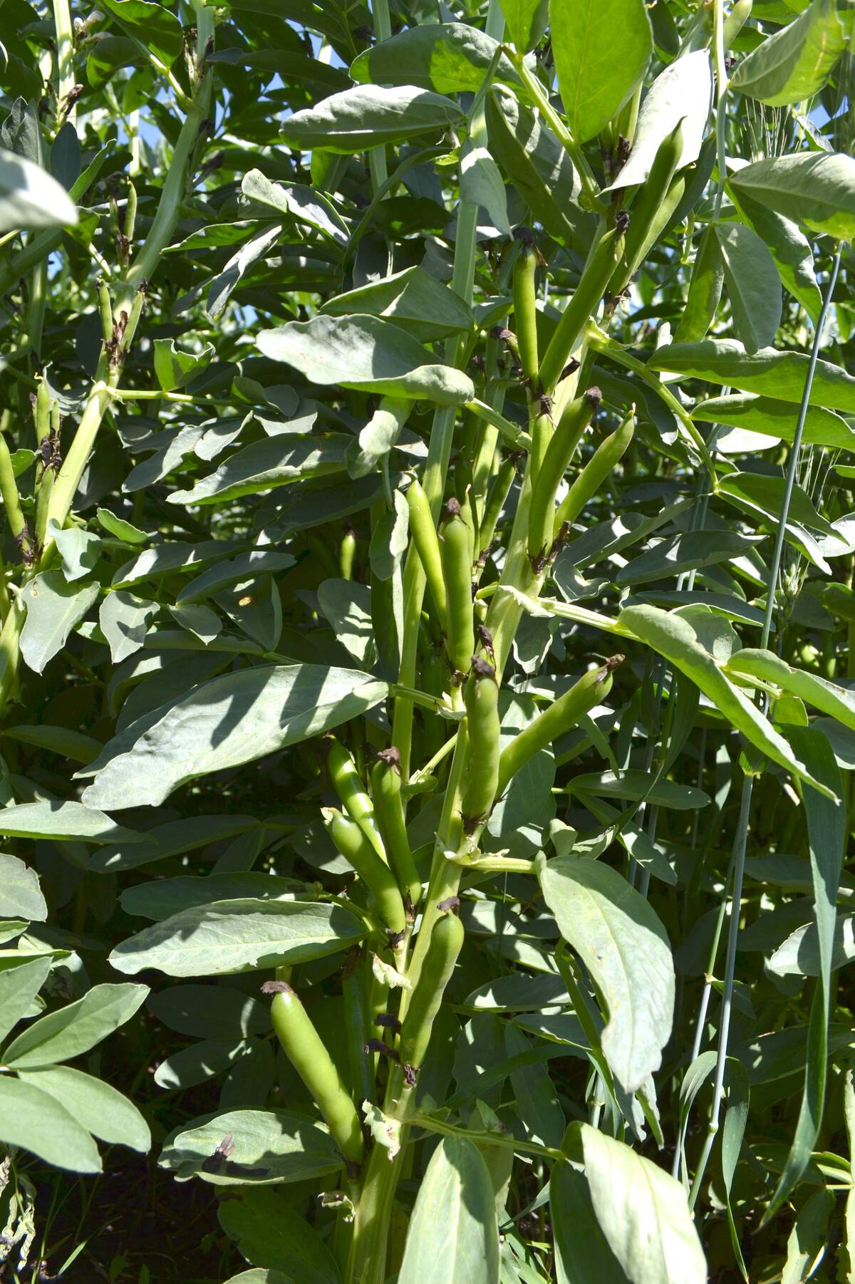 Faba bean pods forming on the stem in an Alberta field. Photo: Zak McLachlan