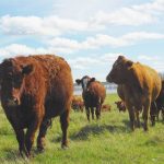 Red and brown beef cattle grazing on green pasture with a water body in the background, illustrating the scope of liver abscesses in cattle across North American herds. Photo: file