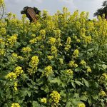 Mustard has been a lifeline for farms in areas where canola routinely fails to grow. BASF’s InVigor Gold GMO mustard hybrid could open those same acres to canola-like oil production &mdash; or contaminate the traditional crop. Photo: Greg Berg
