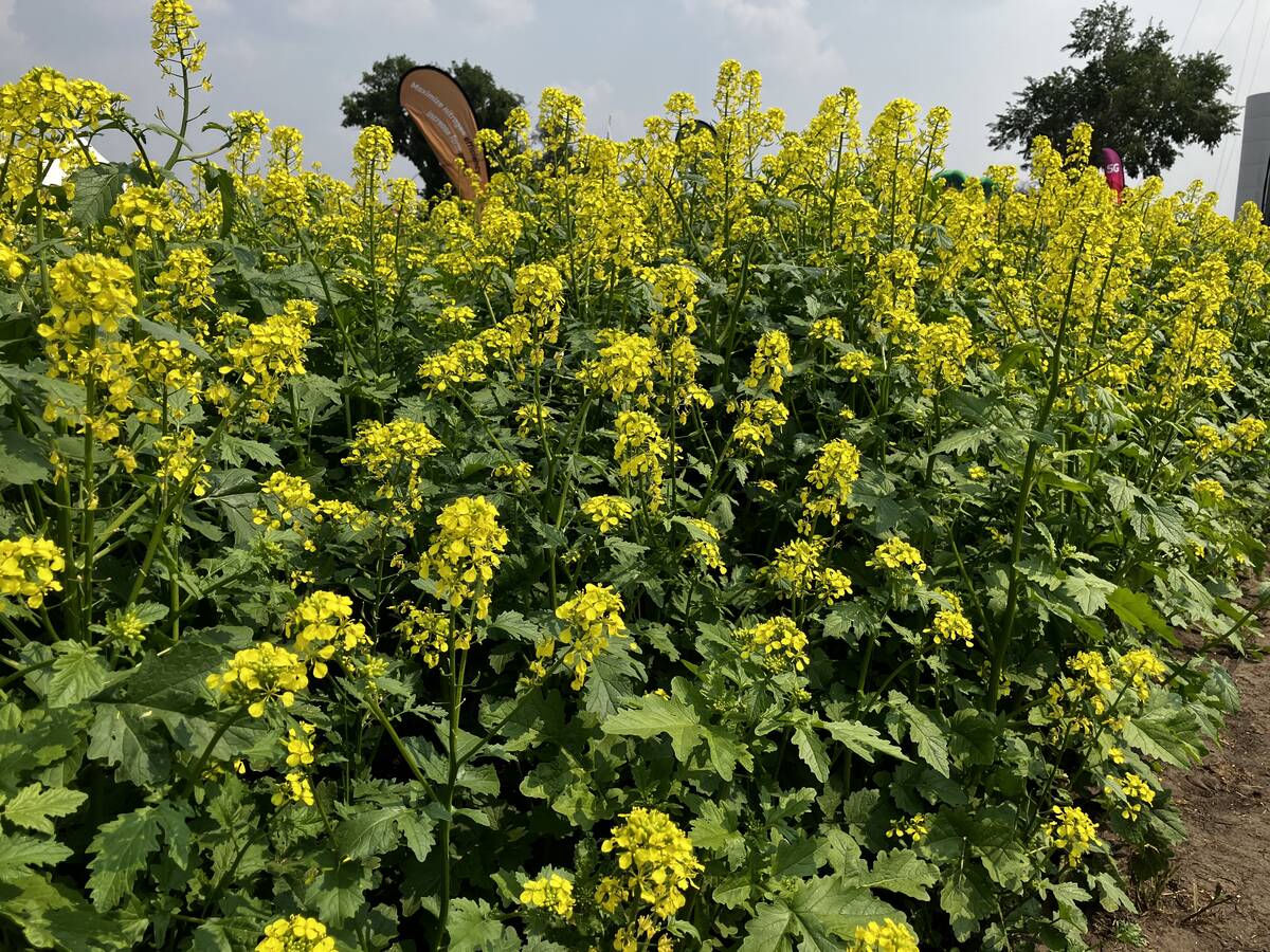 Mustard has been a lifeline for farms in areas where canola routinely fails to grow. BASF’s InVigor Gold GMO mustard hybrid could open those same acres to canola-like oil production — or contaminate the traditional crop. Photo: Greg Berg

