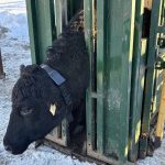 A black cow wearing a Halter virtual fencing collar stands in a green squeeze chute in a snowy farmyard near Westlock, Alta. Photo: Mike Hittinger