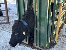 A black cow wearing a Halter virtual fencing collar stands in a green squeeze chute in a snowy farmyard near Westlock, Alta. Photo: Mike Hittinger