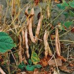 Dry bean plants with browning, withered pods and leaves at ground level, illustrating the crop stage relevant to white mould fungicide timing decisions. Photo: file