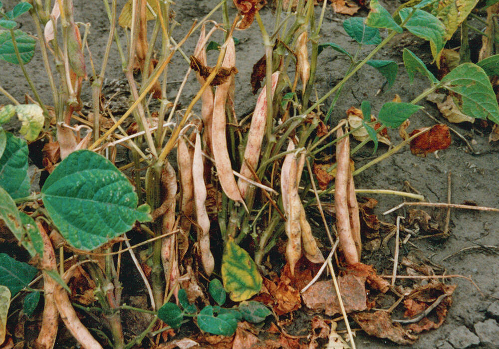 Dry bean plants with browning, withered pods and leaves at ground level, illustrating the crop stage relevant to white mould fungicide timing decisions. Photo: file