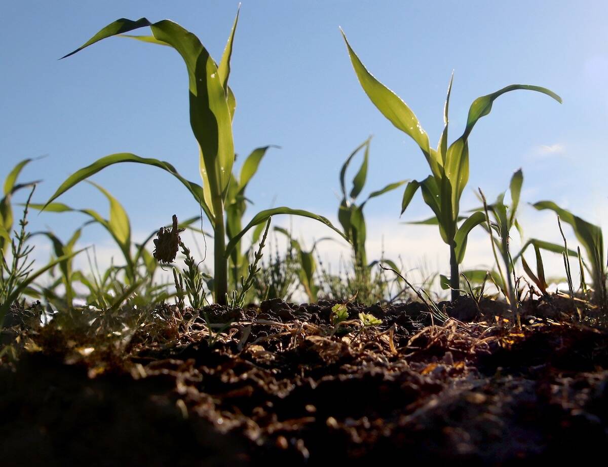 Young corn seedlings emerging from dark soil, photographed at ground level against a blue sky, illustrating early-season nitrogen dynamics. Photo: file